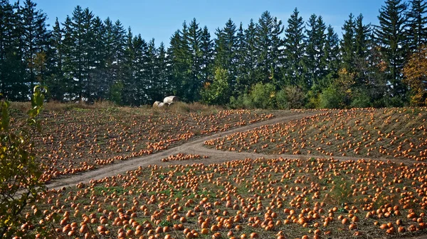 Pumpkins Agriculture Field Rural Ontario — Stock Photo, Image
