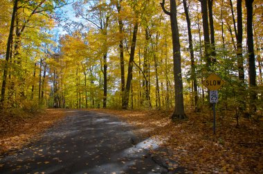 Yol işaretleri ve ağaçların olduğu köy yolu, King City, Ontario, Kanada.
