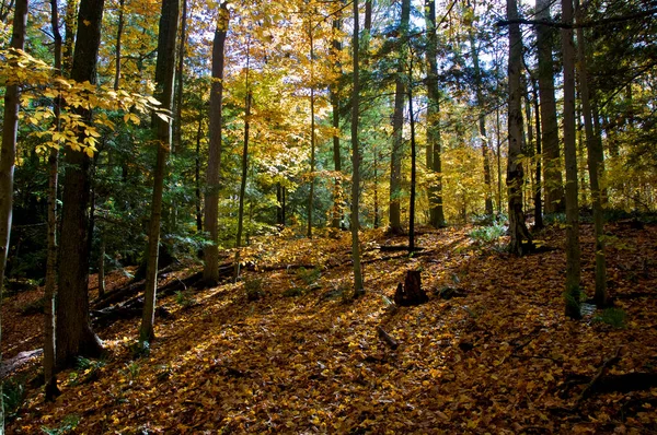 Низкий Угол Обзора Долины Кленовых Деревьев Осенью — стоковое фото