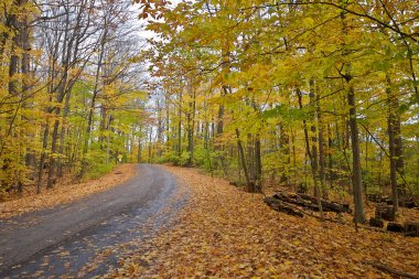 Yol işaretleri ve ağaçların olduğu köy yolu, King City, Ontario, Kanada.