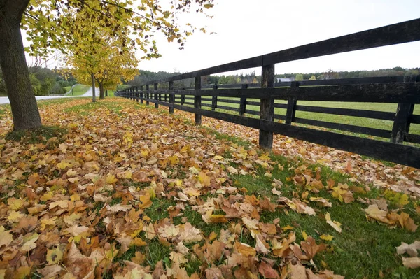 Farma Koni Płotami Kolorze Jesiennym Ontario Kanada — Zdjęcie stockowe