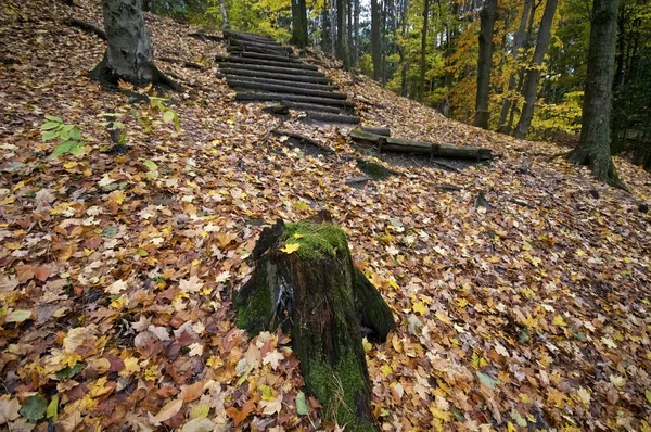 Низький Кут Зору Долини Покритий Кленовим Листям — стокове фото