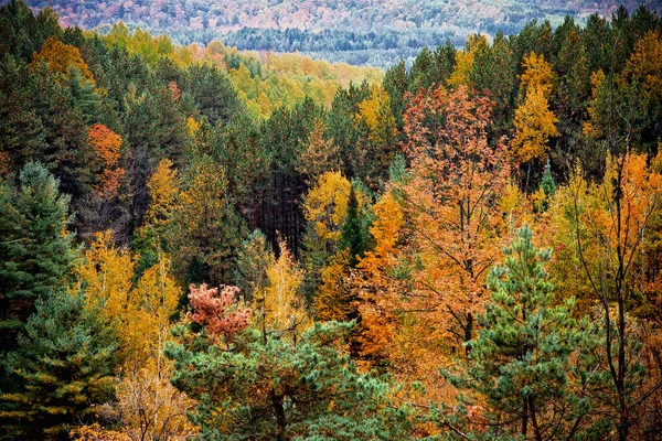 Veduta Aerea Una Foresta Colorata Autunno Con Fogliame Multicolore Arancione — Foto Stock