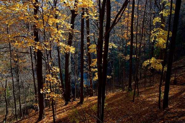 Высокий Угол Обзора Долины Кленовых Деревьев Осенью — стоковое фото