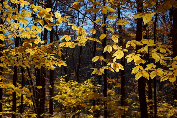 Vista Bajo Ángulo Del Valle Los Arces Otoño —  Fotos de Stock