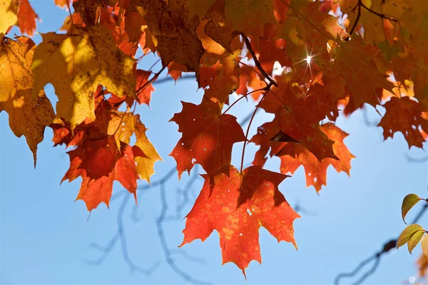 Kolor Liści Klonu Lesie Jesienią — Zdjęcie stockowe
