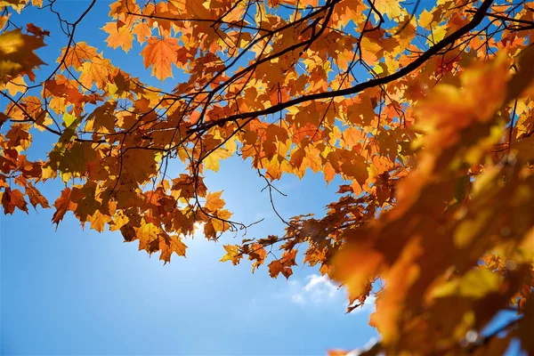 Jesienny Kolor Liści Lesie Ontario Kanada — Zdjęcie stockowe