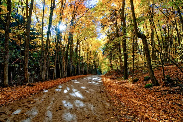 Sonbaharda Ormanlık Alanda Boş Asfalt Yol Manzarası — Stok fotoğraf