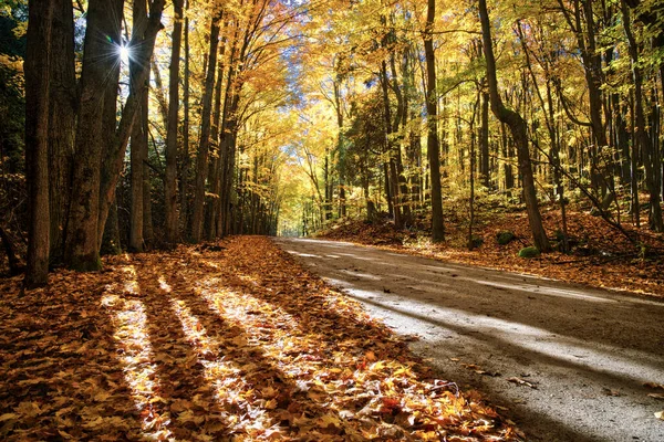 Ландшафт Сельской Дороги Осенним Листом Цвета Вид Низким Углом — стоковое фото