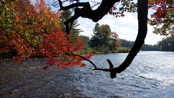 Δέντρο Σφενδάμου Φθινοπωρινό Χρώμα Φύλλων Ρέοντα Ποταμό — Φωτογραφία Αρχείου