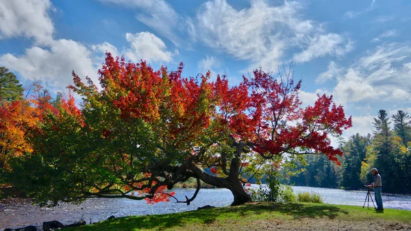 Port Sydney Ontario Canada 2016 Fotooptagelse Efterårsbladet Farve Ontario - Stock-foto