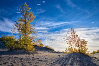 Güneş, kumulda sonbahar yaprağı renginde bir ağaçtan parlıyor.. 