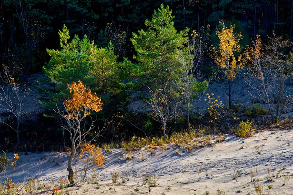 Colorful Landscape Sands Dunes Highlight Autumn Leaf Color — Stock Photo, Image