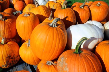 Çiftçi pazarında balkabağı sergileniyor