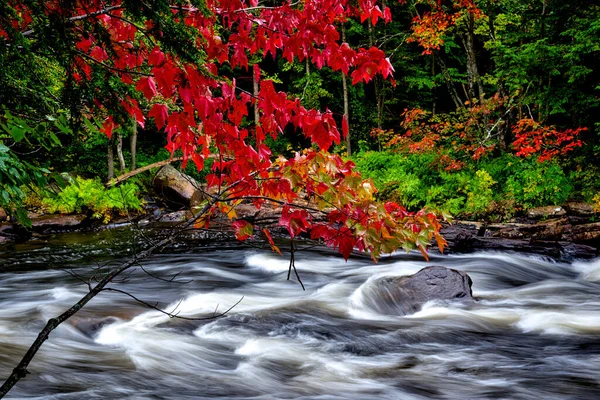 秋天的枫叶色泽 溪流流水流淌 — 图库照片