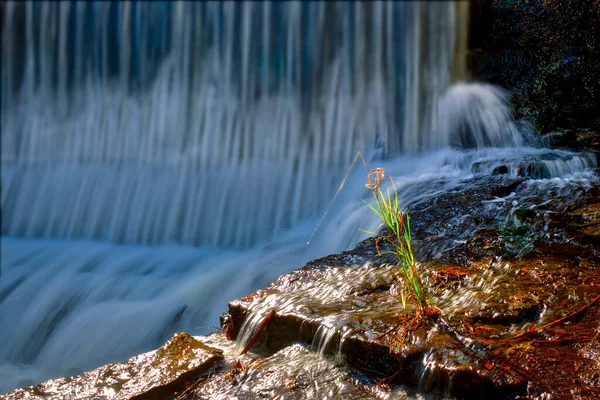 Solitário Planta Com Cachoeira Água Corrente — Fotografia de Stock