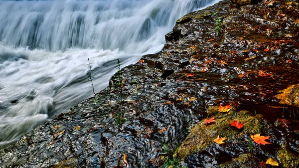 Akçaağaç yaprakları şelale ve akan suyla