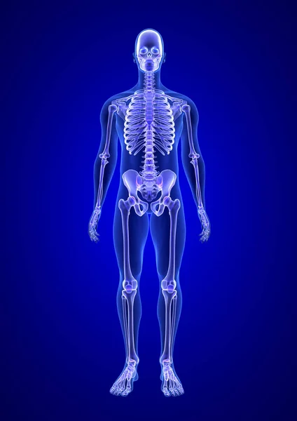 Blauer menschlicher anatomischer Körper und Skelett 3D-Scan-Rendering auf blauem Hintergrund von vorne — Stockfoto
