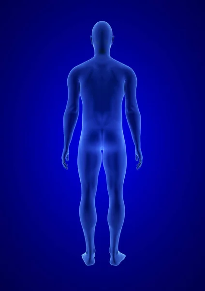 Blue Human Anatomy Body 3D Scan render em fundo azul - visão traseira Imagens Royalty-Free