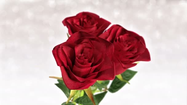 Rose rosse rotanti, matrimonio, compleanno, tema San Valentino - rendering 3D. anello senza giunte — Video Stock