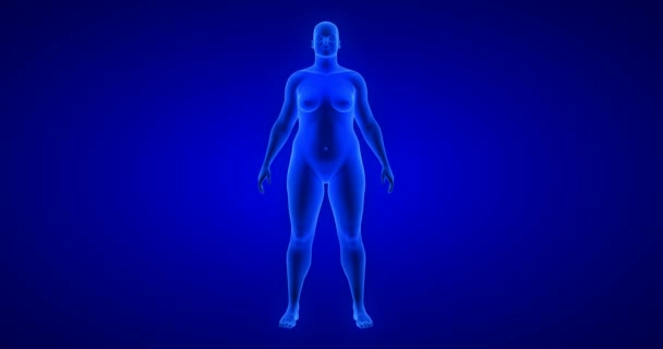 Perdita di peso trasformazione del corpo - vista frontale, tema donna. Rendering della scansione 3D del corpo anatomico umano blu — Video Stock