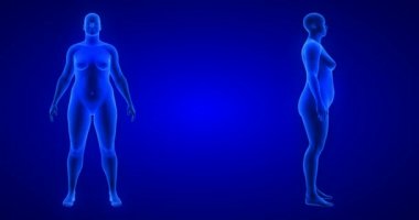 Kilo kaybı vücut değişimi, ön ve yan görünüm, kadın teması. Mavi İnsan Anatomisi 3 boyutlu tarama
