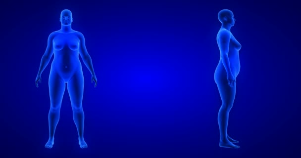 Perda de peso transformação do corpo - visão frontal e lateral, tema da mulher. Escaneamento 3D do corpo humano azul da anatomia renderizar — Vídeo de Stock