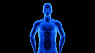 Erkek fitness vücut dönüşümü, ön görüş - siyah arka planda alfa ile kas kütle oluşturma animasyonu