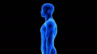 Erkek fitness vücut dönüşümü, yan görüş - alfa ile siyah arkaplan üzerinde kas kütle oluşturma animasyonu