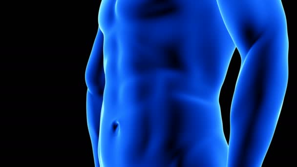 Cuerpo físico masculino transformación, detalle de los músculos abdominales - animación del edificio de la masa muscular sobre fondo negro con alfa — Vídeo de stock