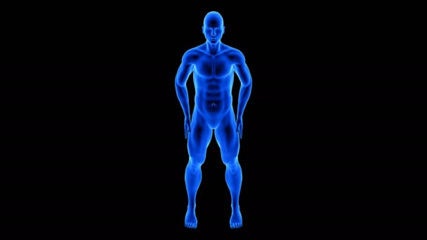 Transformation du corps de remise en forme masculine, vue de face - animation de renforcement musculaire sur fond noir avec alpha — Video