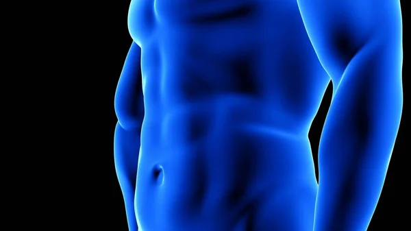 Männliche Fitness Körper Transformation - nach, Bauchmuskeln Detail - Muskelmasse Aufbau Animation auf schwarzem Hintergrund — Stockfoto