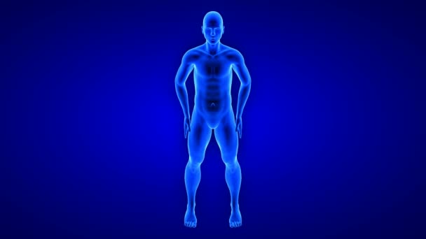 Transformación corporal fitness masculino, vista frontal - animación del edificio de la masa muscular sobre fondo azul — Vídeos de Stock