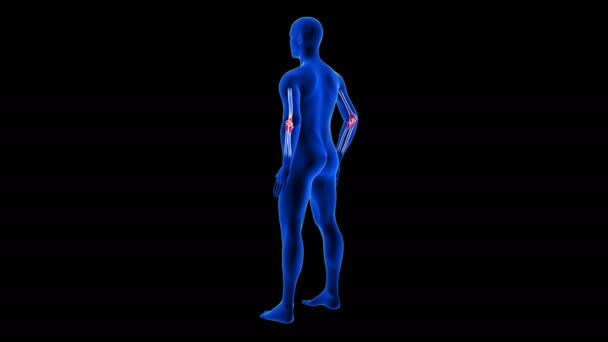 Αγκώνας Pain animation από την πίσω όψη. Blue Human Anatomy Body 3D Scan καθιστούν - αδιάλειπτη βρόχο σε μαύρο φόντο — Αρχείο Βίντεο