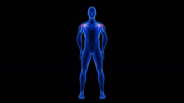Omuz ağrısı animasyonu. Mavi İnsan Anatomisi 3D Tarama Taraması - siyah arkaplan üzerinde kusursuz döngü