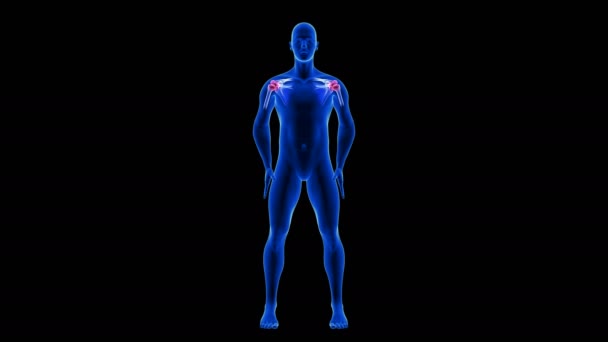 어깨 통증 애니메이션. 푸른 인간 해부학 신체 3D 스캔 - 검은 배경 위에 매끈하지 않은 고리 — 비디오