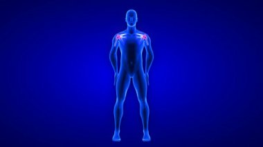 Omuz ağrısı animasyonu. Mavi insan anatomisi 3D tarama görüntüleme - mavi arkaplan üzerinde kusursuz döngü