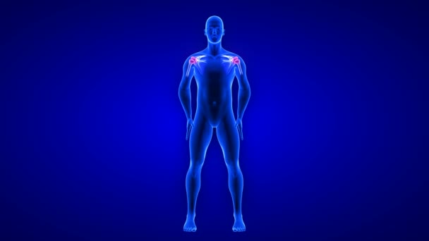 Shoulders Pain animation. Blue Human Anatomy Body 3D Scan render - seamless loop on blue background — Stock Video