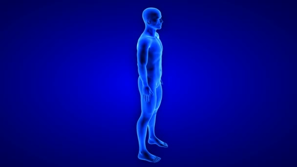 Erkek fitness vücut dönüşümü, dönüş görünümü - mavi arkaplanda kas kütle oluşturma animasyonu — Stok video