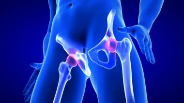 Kalça Ağrısı, yakın çekim animasyonu. Mavi insan anatomisi 3D tarama görüntüleme - mavi arkaplan üzerinde kusursuz döngü