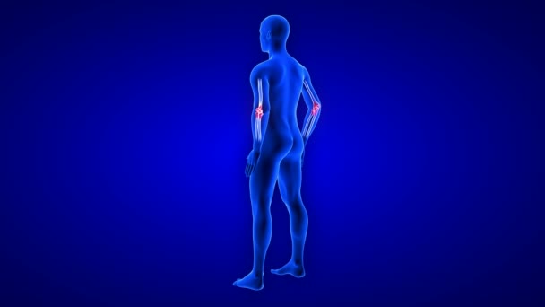 Αγκώνας Pain animation από την πίσω όψη. Blue Human Anatomy Body 3D Scan καθιστούν - αδιάλειπτη βρόχο σε μπλε φόντο — Αρχείο Βίντεο