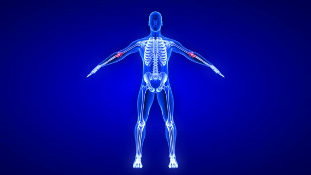 Αγκώνας Pain animation - μπροστινή όψη. Blue Human Anatomy Body 3D Scan καθιστούν - αδιάλειπτη βρόχο σε μπλε φόντο — Αρχείο Βίντεο
