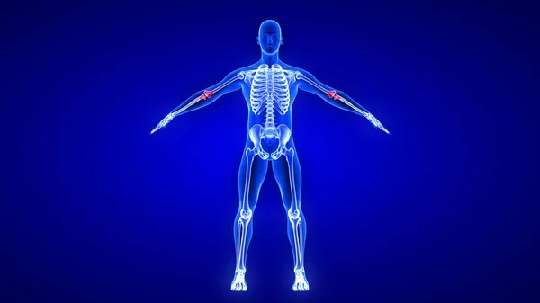 Ellenbogenschmerzen. Blue Human Anatomy Body 3D Scan Renderer auf blauem Hintergrund — Stockfoto