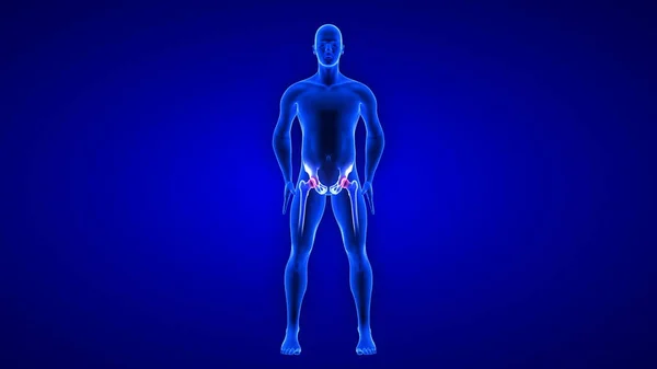 Hüftschmerzen. Blue Human Anatomy Body 3D Scan Renderer auf blauem Hintergrund — Stockfoto