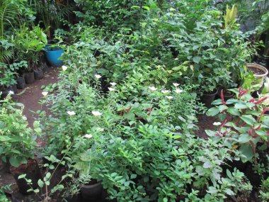 güzel doğa manzaralı bitkiler, çiçekler