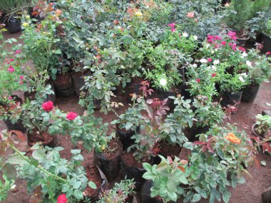 güzel doğa manzaralı bitkiler, çiçekler