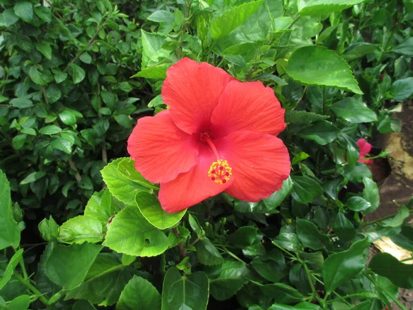Belle Vue Naturelle Sur Hibiscus Fleur Rosemallow — Photo