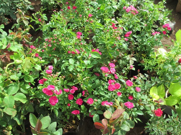 Hermosa Naturaleza Vista Panorámica Las Plantas Flores Color Rosa —  Fotos de Stock