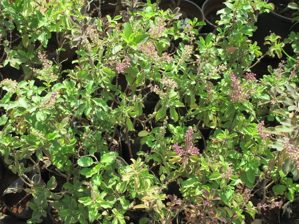 Heiliges Basilikum Ocimum Tenuiflorum Auch Tulsi Pflanze Genannt — Stockfoto