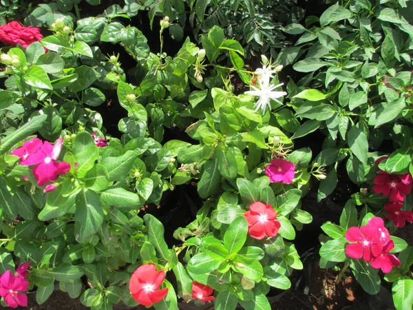 Sadabahar Flores Periwinkle Folhas Vista Cênica Folhas Verdes — Fotografia de Stock